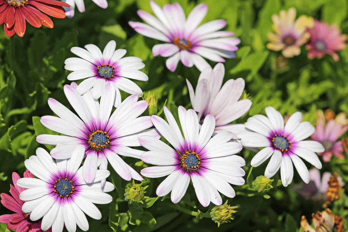 A close up of low maintenance African daisy flowers.