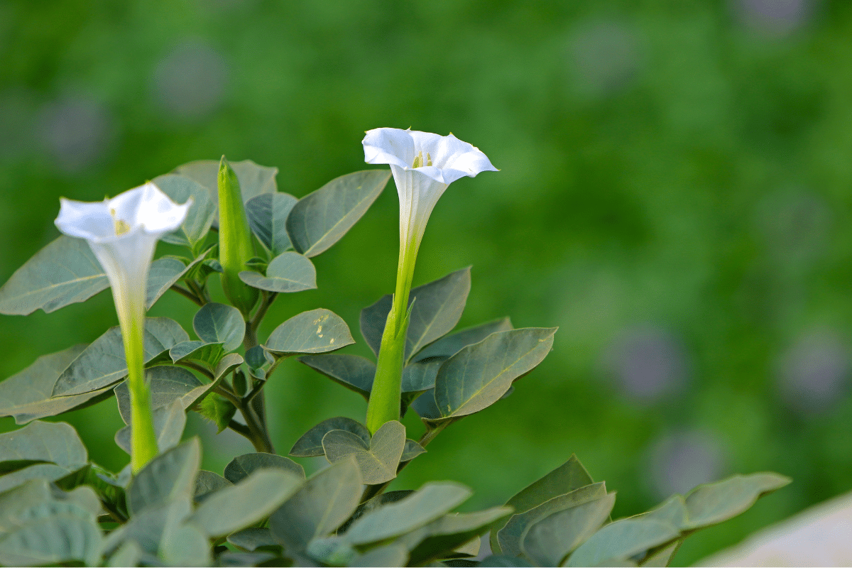 Two low maintenance datura flowers with green leaves in the background.
