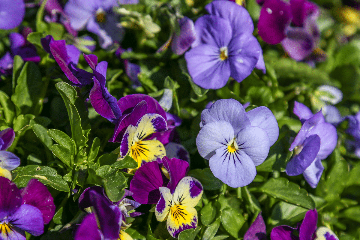A close-up of low-maintenance pansies and violas flowers.