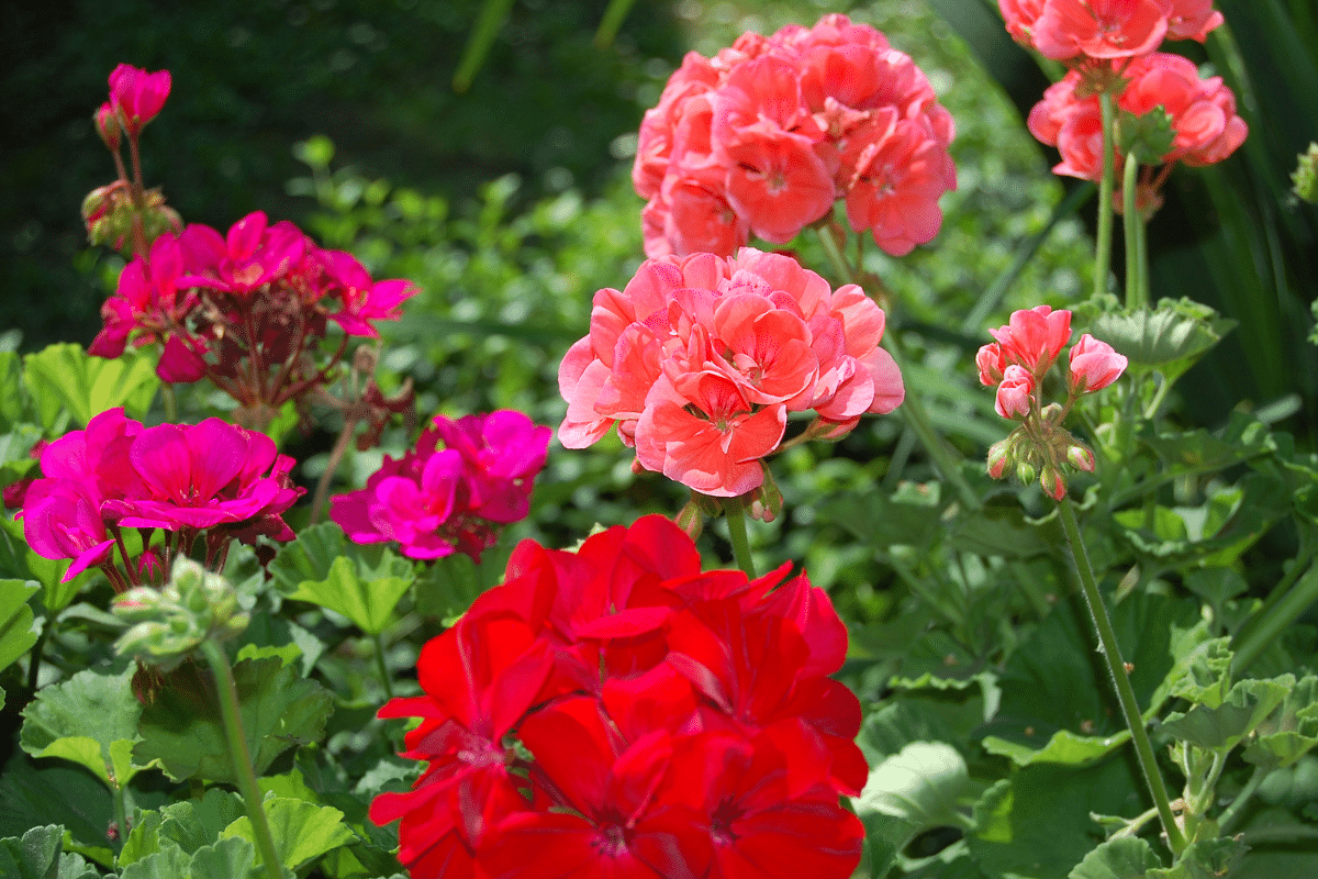 Low maintenance red and pink geraniums in a garden.