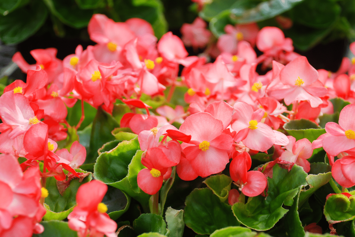A close-up of begonias flowers in a pot.