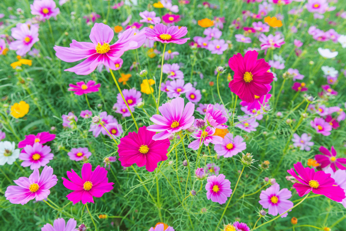 Low maintenance annual cosmos flowers in a colorful field.