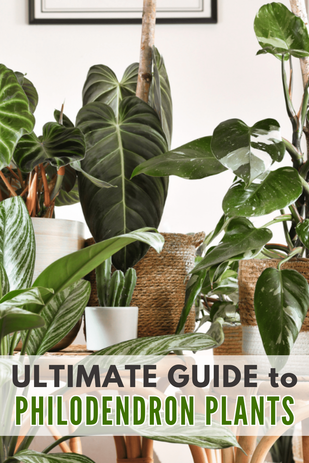 The ultimate guide to different types of philodendron in Philadelphia.
