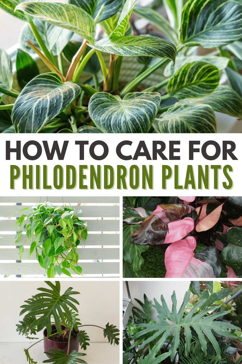 a collage of five images of plants with title text reading How to care for philodendron plants.