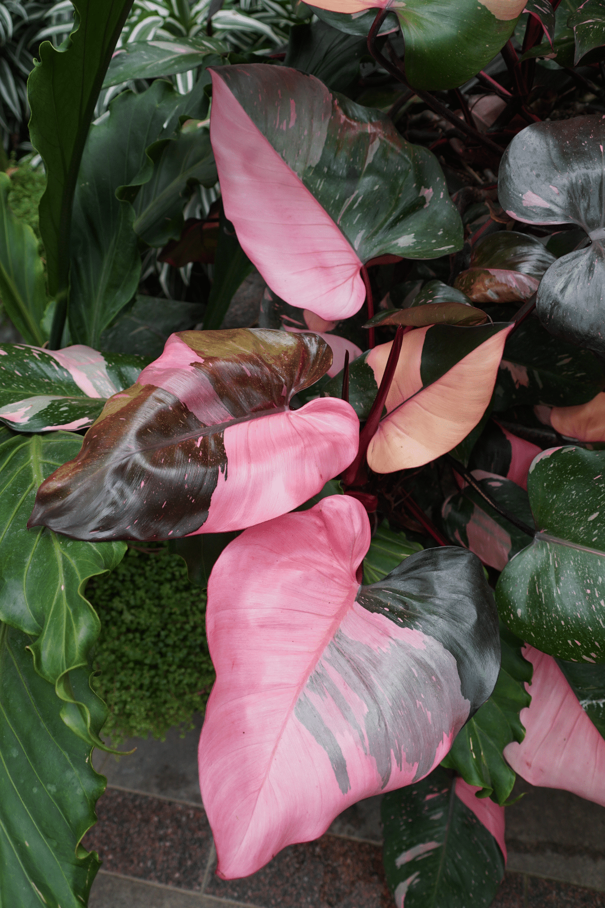 Close-up view of Pink Princess (Philodendron Erubescens) plants.