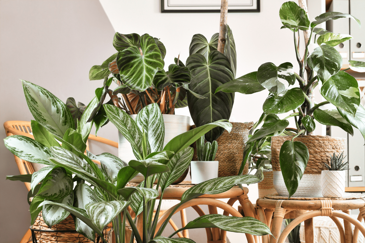Potted philodendron plants on wicker chairs in a living room.