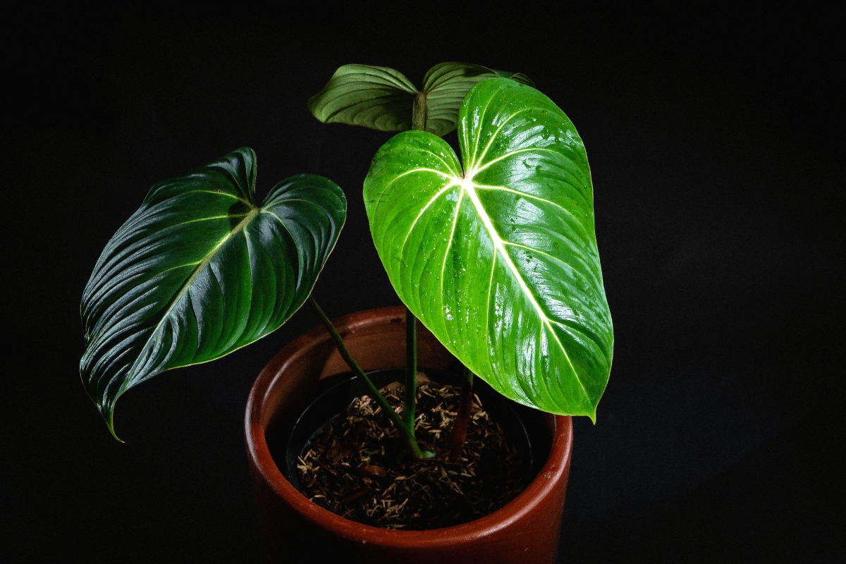 Philodendron Gloriosum in a pot on a black background.