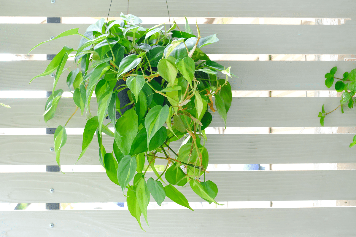 A Heartleaf Philodendron (Philodendron Hederaceum) hanging from a wooden fence.