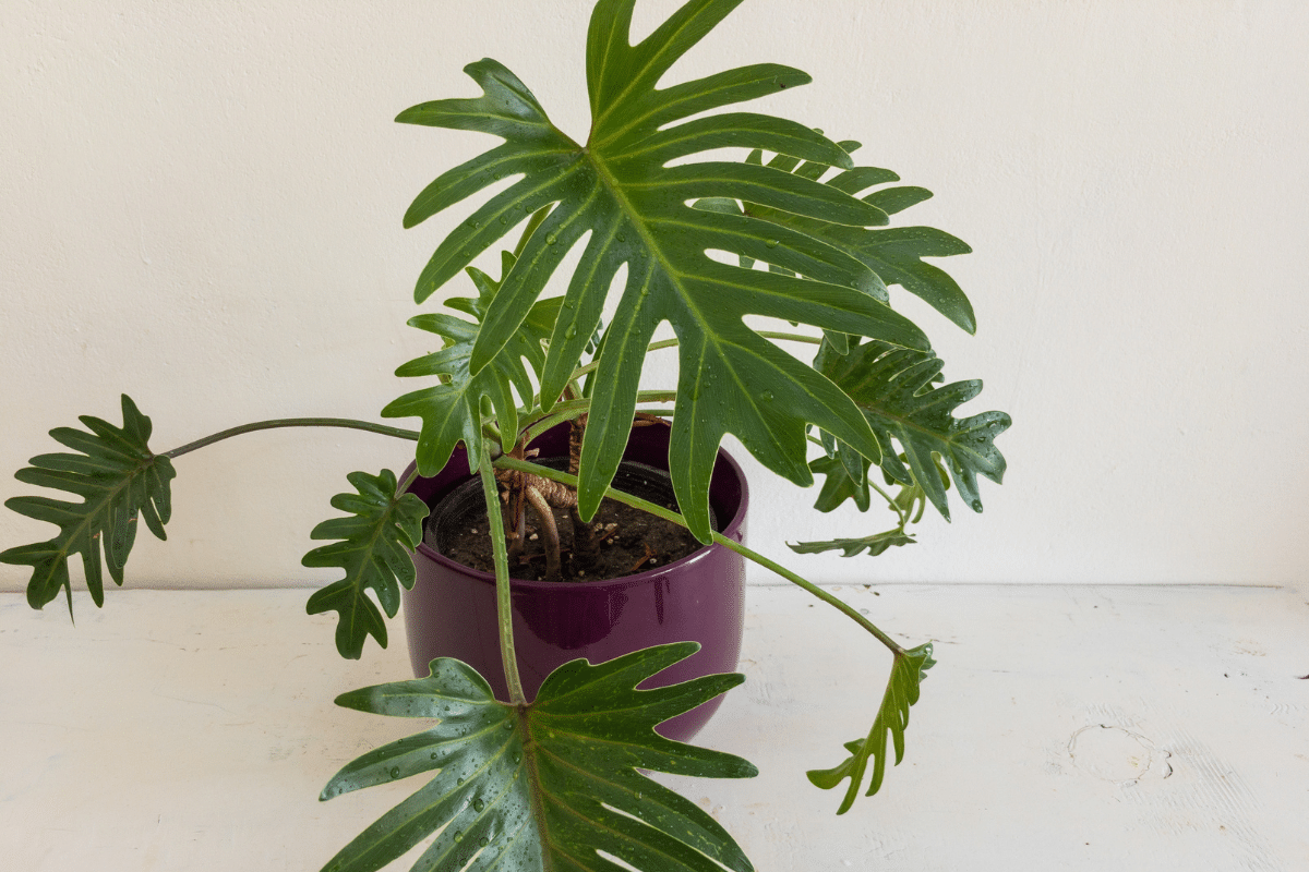 A philodendron xanadu plant in a purple pot on a table.