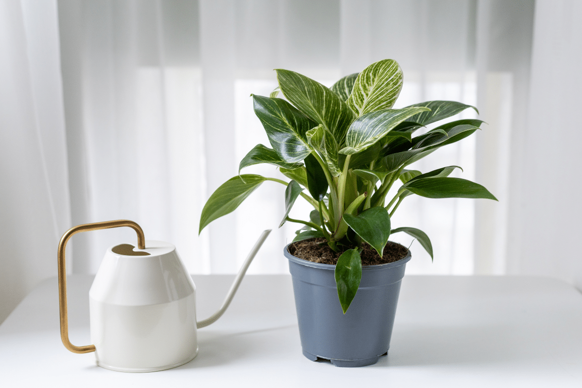 A Philodendron Birkin potted plant sits on a table next to a watering can.
