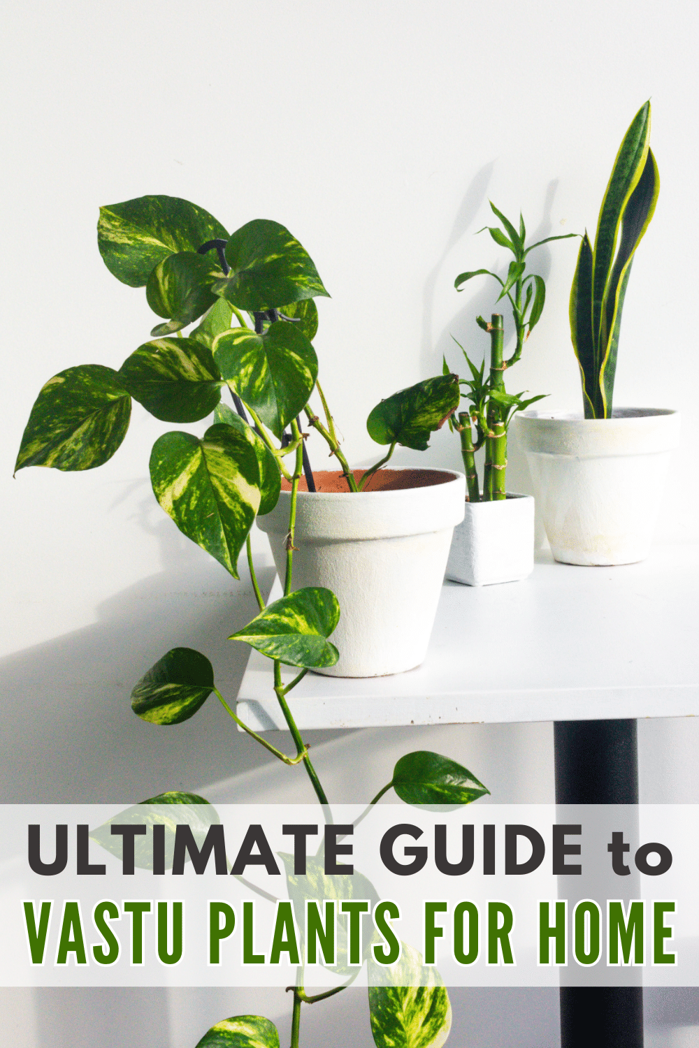 The ultimate guide to Vastu Plants for Home.