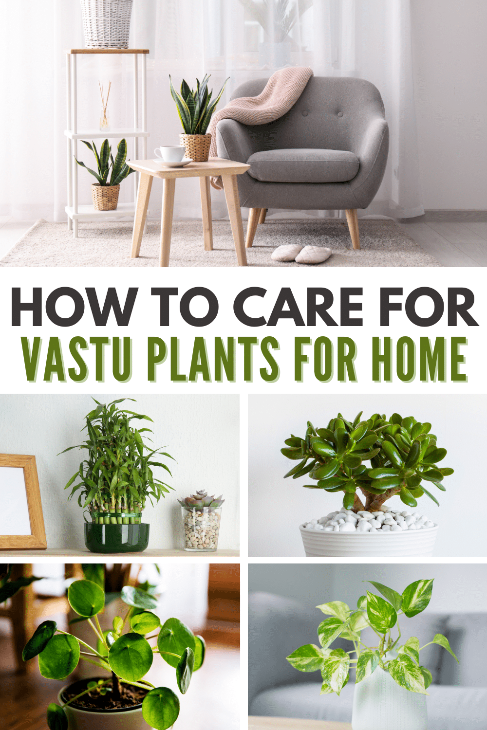  5 images of plants with title text reading How to Care for Vastu Plants for Home.