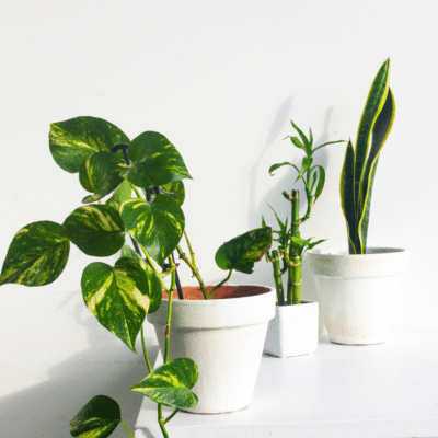 Three Vastu plants elegantly displayed on a white shelf.