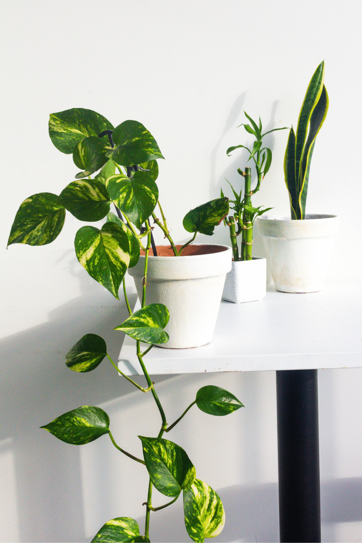 Three vastu plants on a table in front of a white wall.