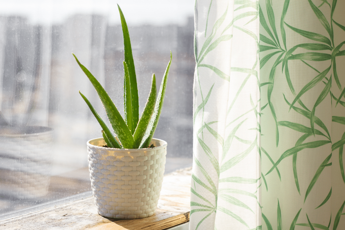 An aloe vera plant placed on a window sill, ideal as a Vastu plant for home.