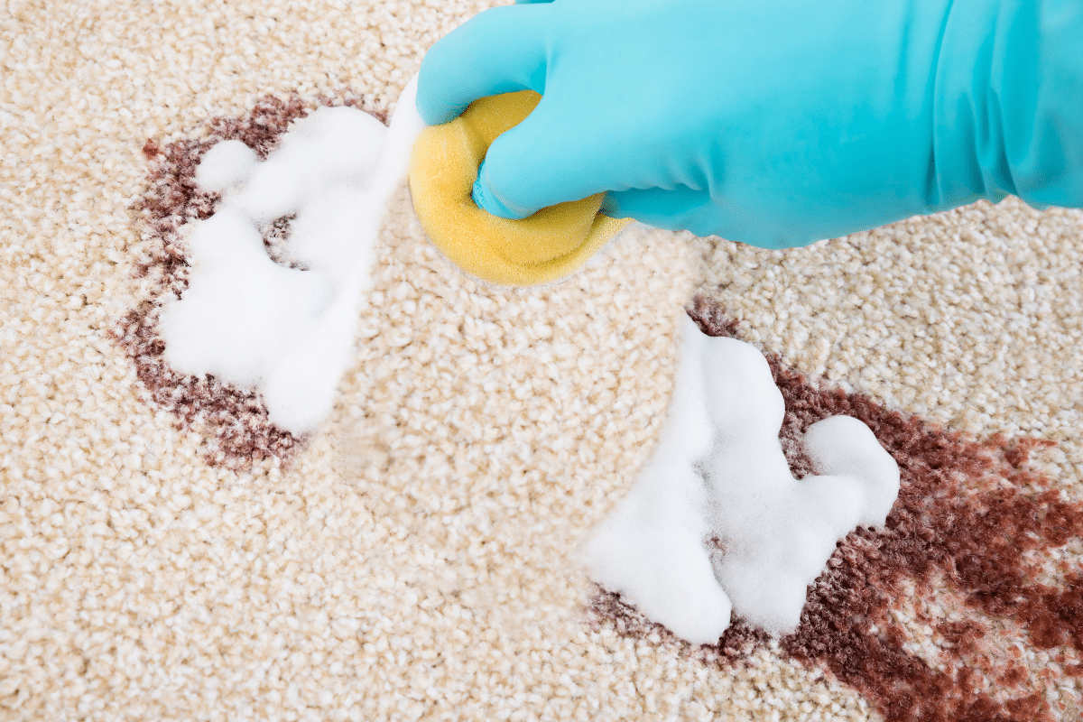 A person removing red wine from a carpet using sponge and cleaning solution.