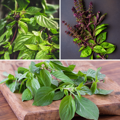 Four pictures of basil leaves, including a substitute for Thai basil, on a cutting board.