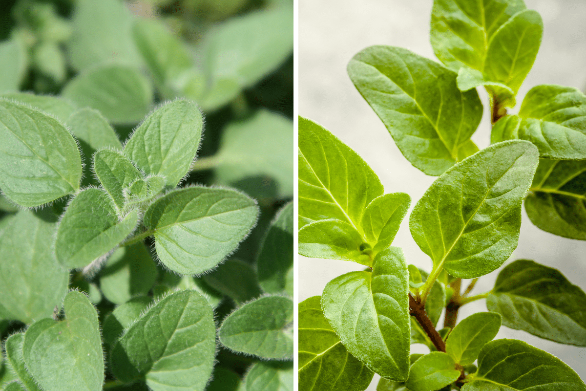 Two pictures of oregano, a substitute for Thai basil.