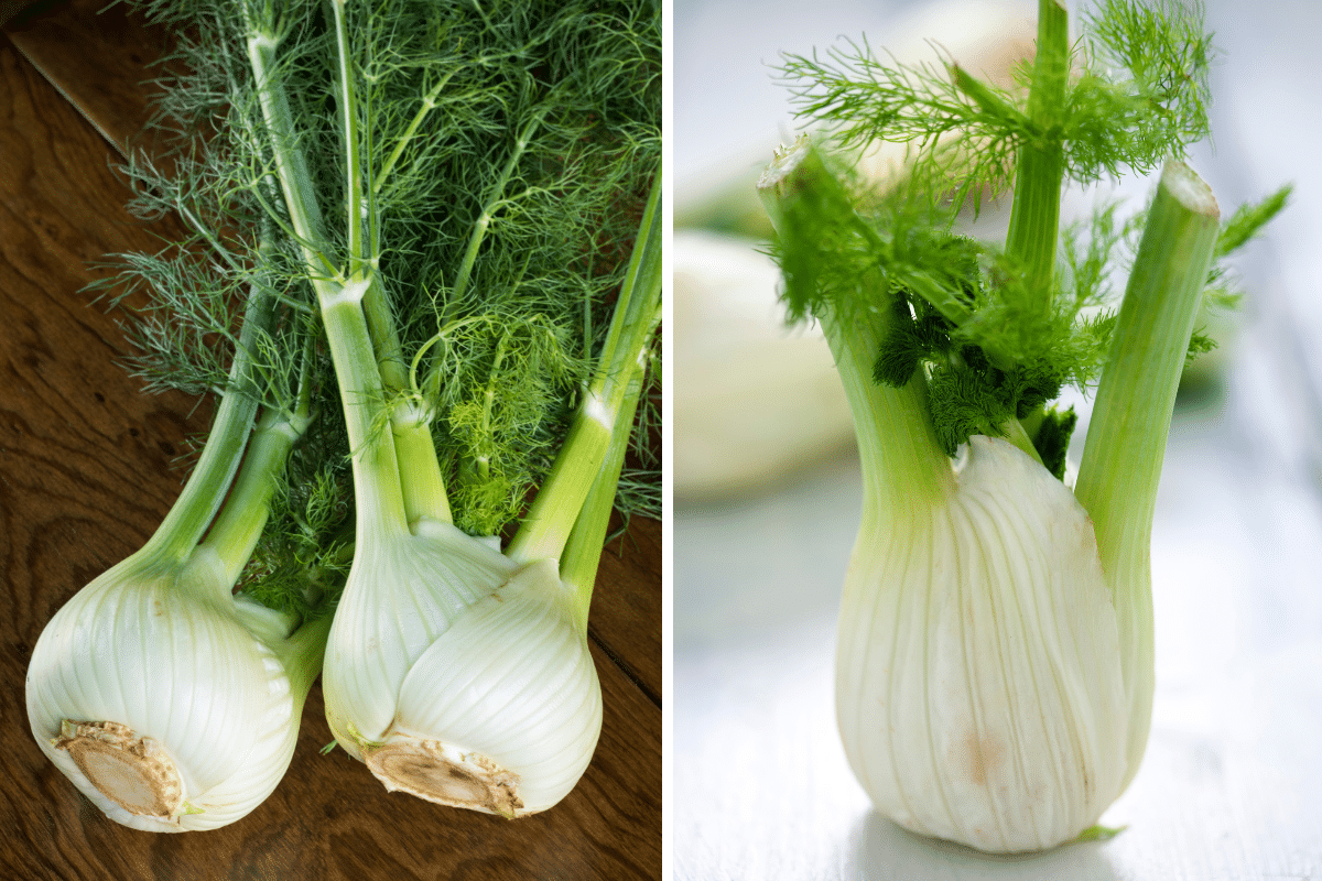 Two pictures of fennel, a substitute for Thai basil.