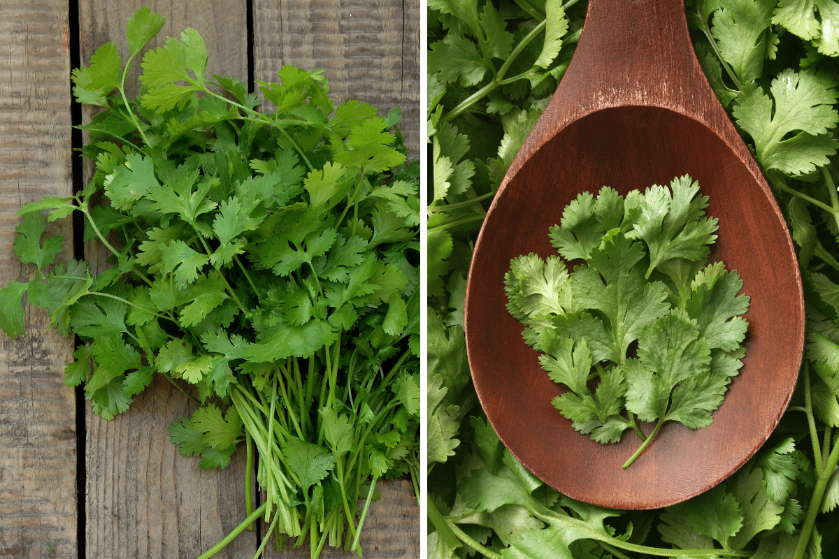 A spoonful of fresh cilantro, a substitute for Thai basil.
