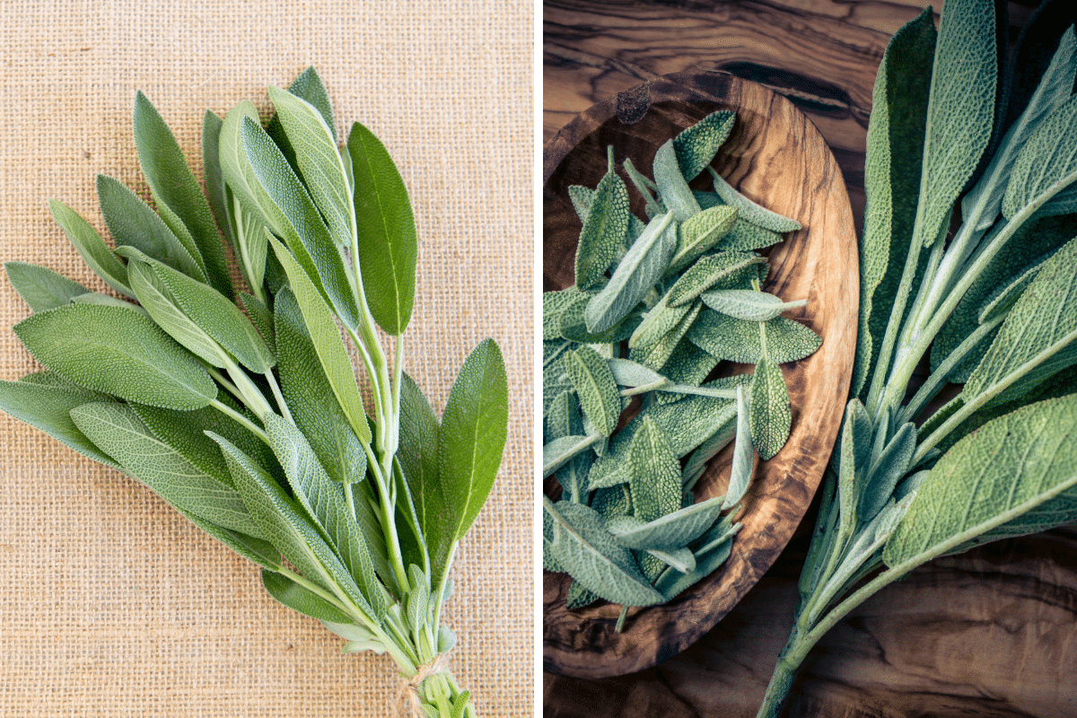 Two pictures of sage leaves on a wooden board, a perfect substitute for savory.