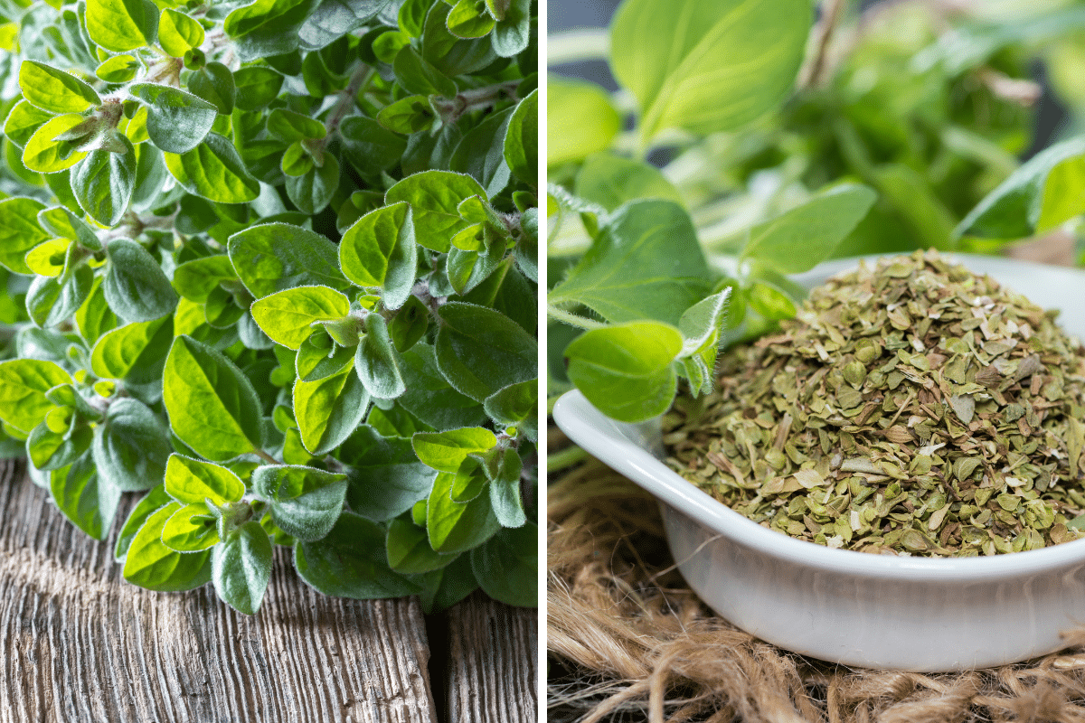 Two pictures of oregano that can be used as substitutes for savory.