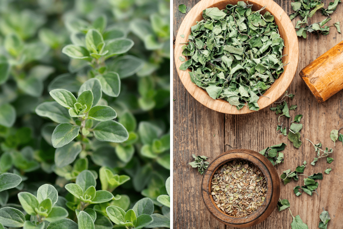 Two pictures of Marjoram that can be used as substitutes for savory.