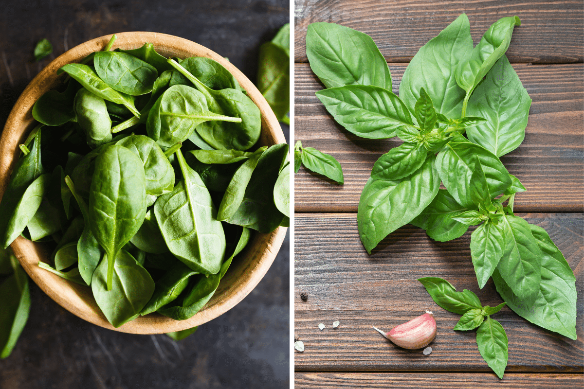 Two pictures of Basil leaves that can be used as substitutes for savory.