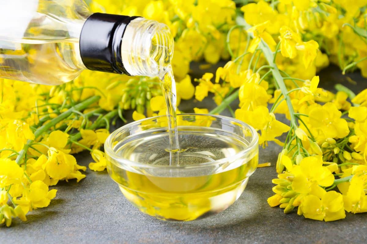 A bottle of canola oil is being poured into a glass bowl with canola flowers next to it.