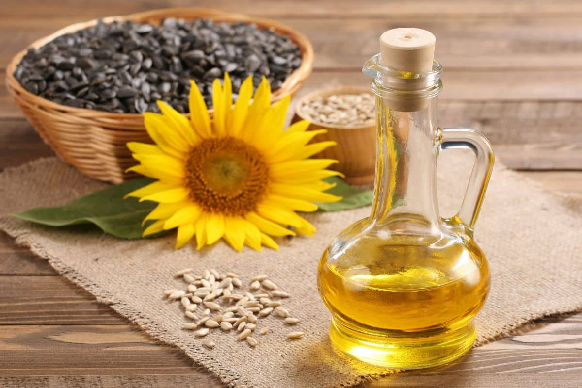 Sunflower oil in a bottle and sunflower seeds on a wooden table, an alternative to canola oil.