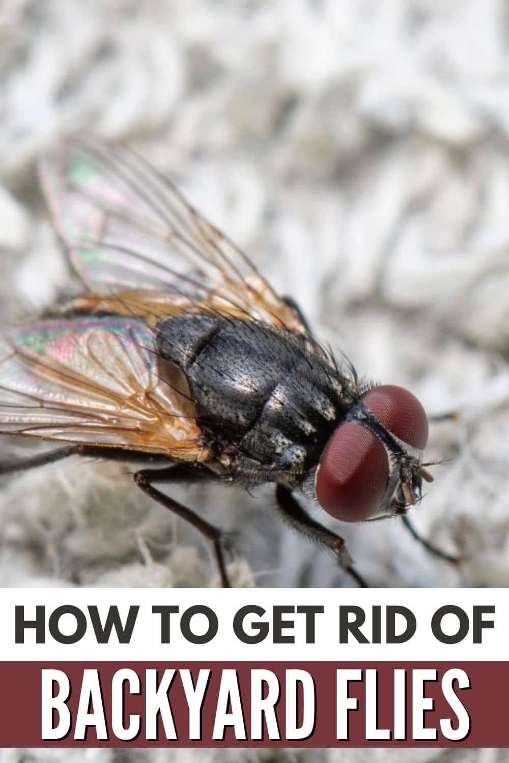 Discover effective methods to eliminate backyard flies using proven techniques.