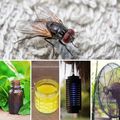 A collage of images showing a fly, a fan, and a bottle of essential oil. Learn how to get rid of backyard flies with these simple solutions.