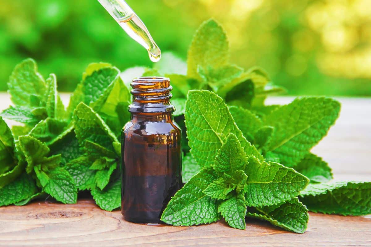 A bottle of peppermint essential oil with mint leaves on a wooden table.