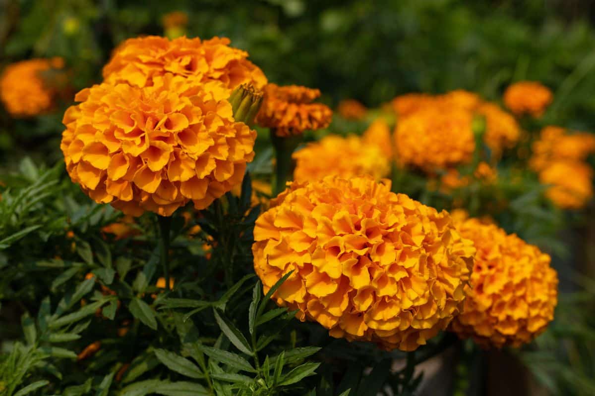 A beautiful garden adorned with a bunch of vibrant marigold flowers.