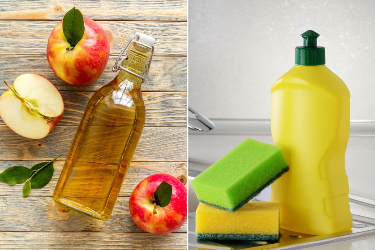 A bottle of apple cider vinegar and a sponge on a counter.