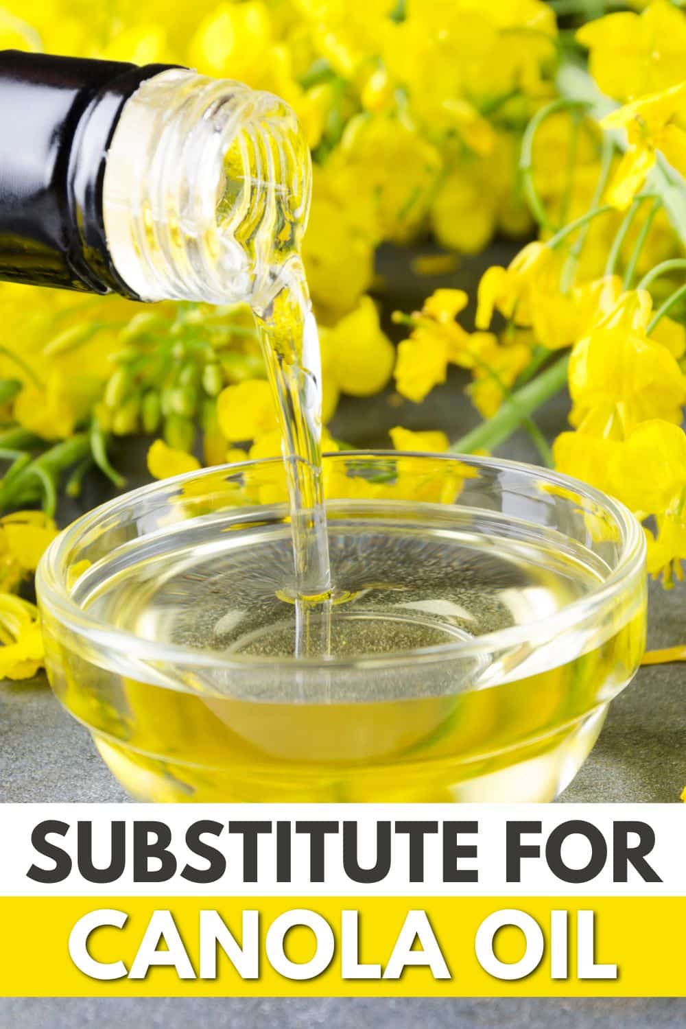 A bottle of canola oil with the words alternative for canola oil substitute.