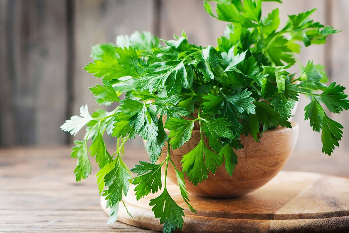 Flat Leaf Parsley in a wooden bowl on a wooden table.