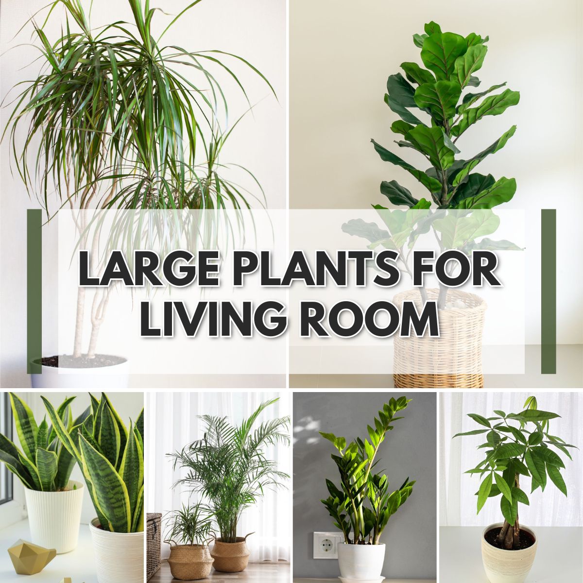 Large plants are perfect for creating a serene living room ambiance.