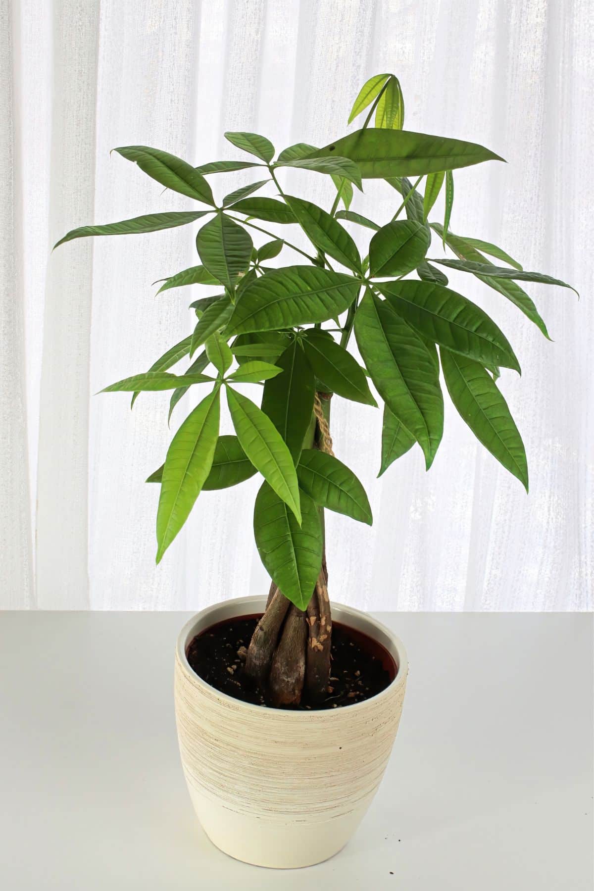 A large money tree in a white pot on a table, perfect for a living room.