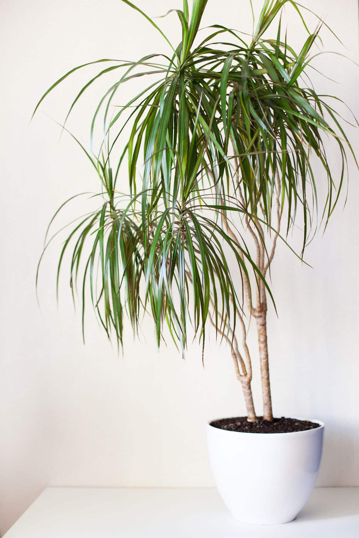 Large Dracaena plant in a white pot on a white table, perfect for  a living room.