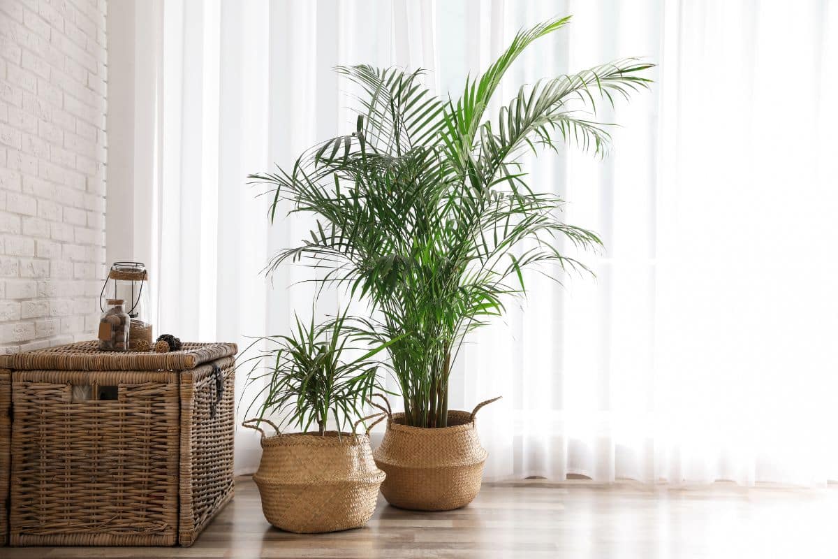 Two large palm plants in wicker baskets accentuate the living room's wooden floor.
