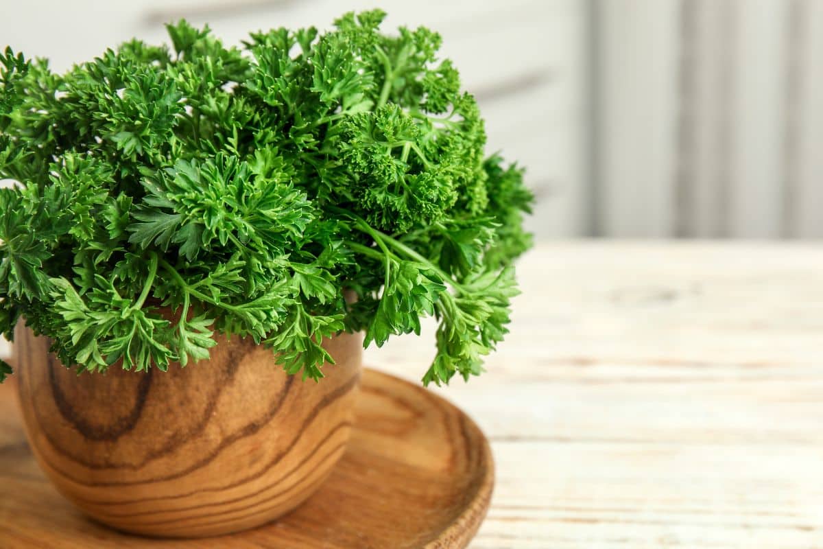 Curly Leaf Parsley in a wooden bowl on a wooden table.