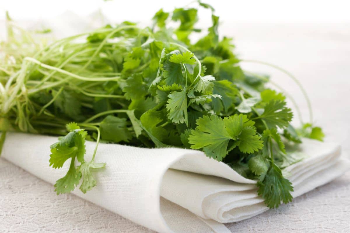 Fresh cilantro, a popular parsley alternative, arranged on a white cloth.