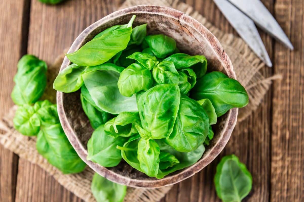 Fresh Basil in a wooden bowl on a wooden table.