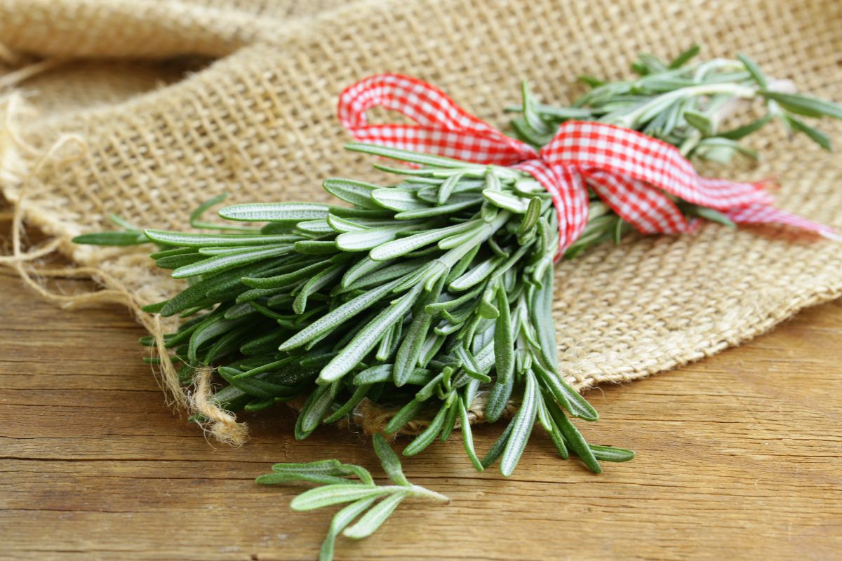 A bunch of fresh rosemary on a burlap fabric on a wooden table. 