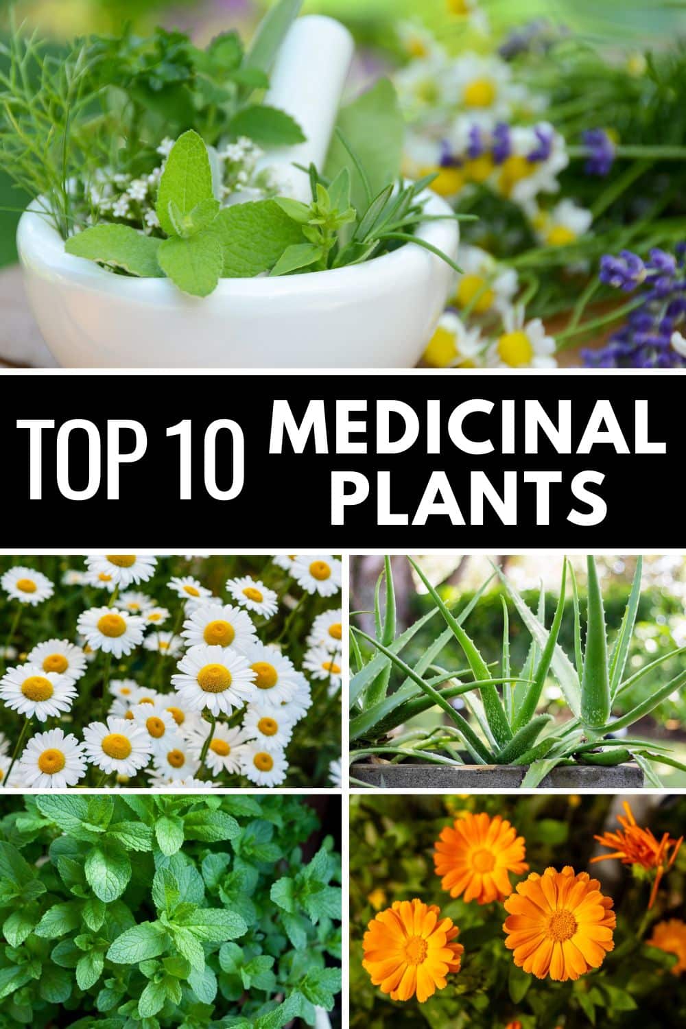 Discover the remarkable healing properties of the Top 10 Medicinal Plants, renowned for their therapeutic benefits and natural remedies.
