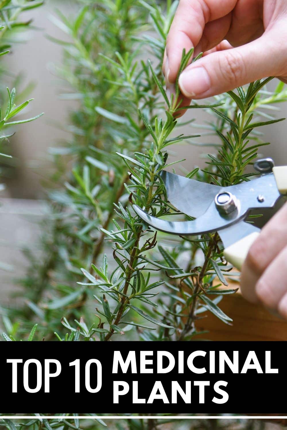 Top 10 Medicinal Plants