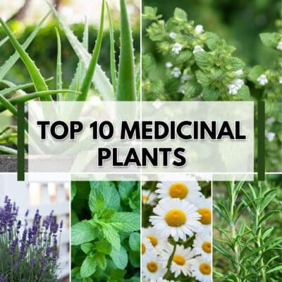 Top 10 Medicinal Plants: An informative list detailing the ten most powerful and beneficial plants in terms of their medicinal properties.
