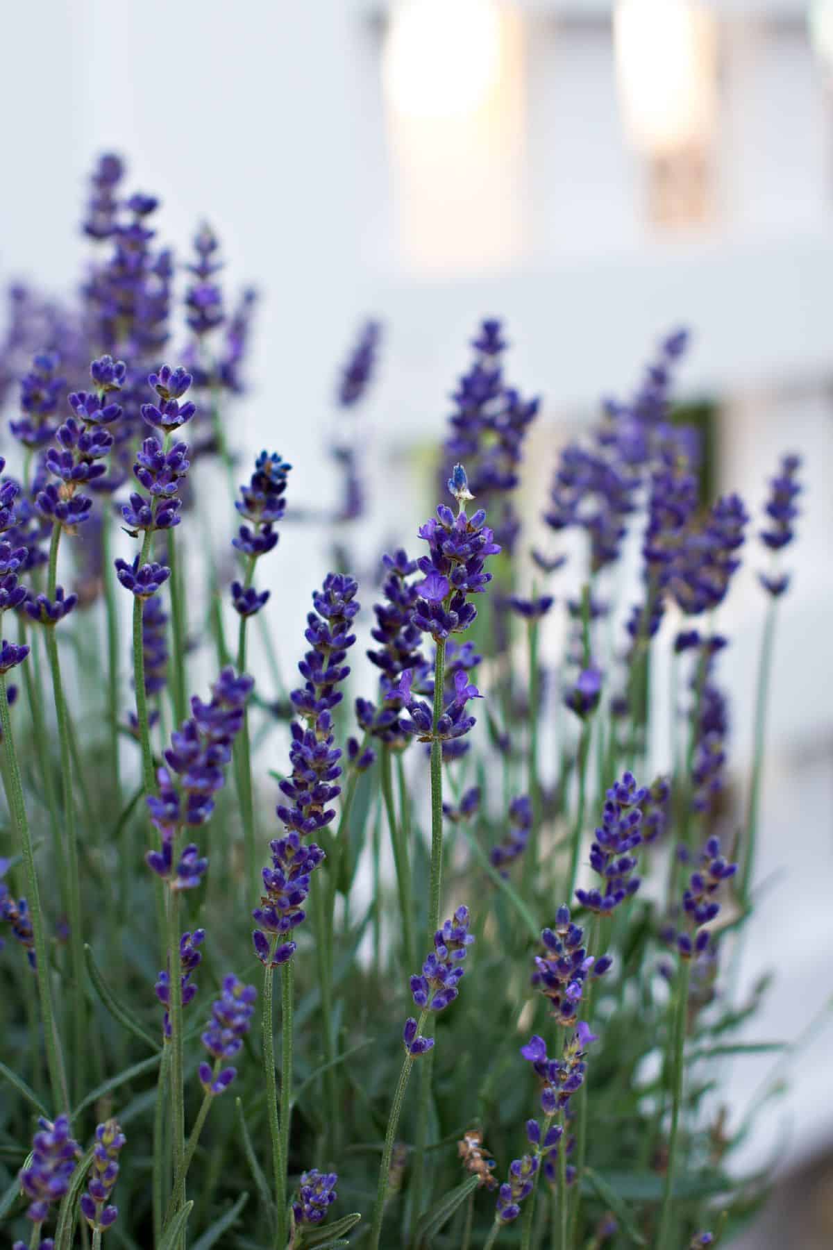 Lavender in front of a white fence.
