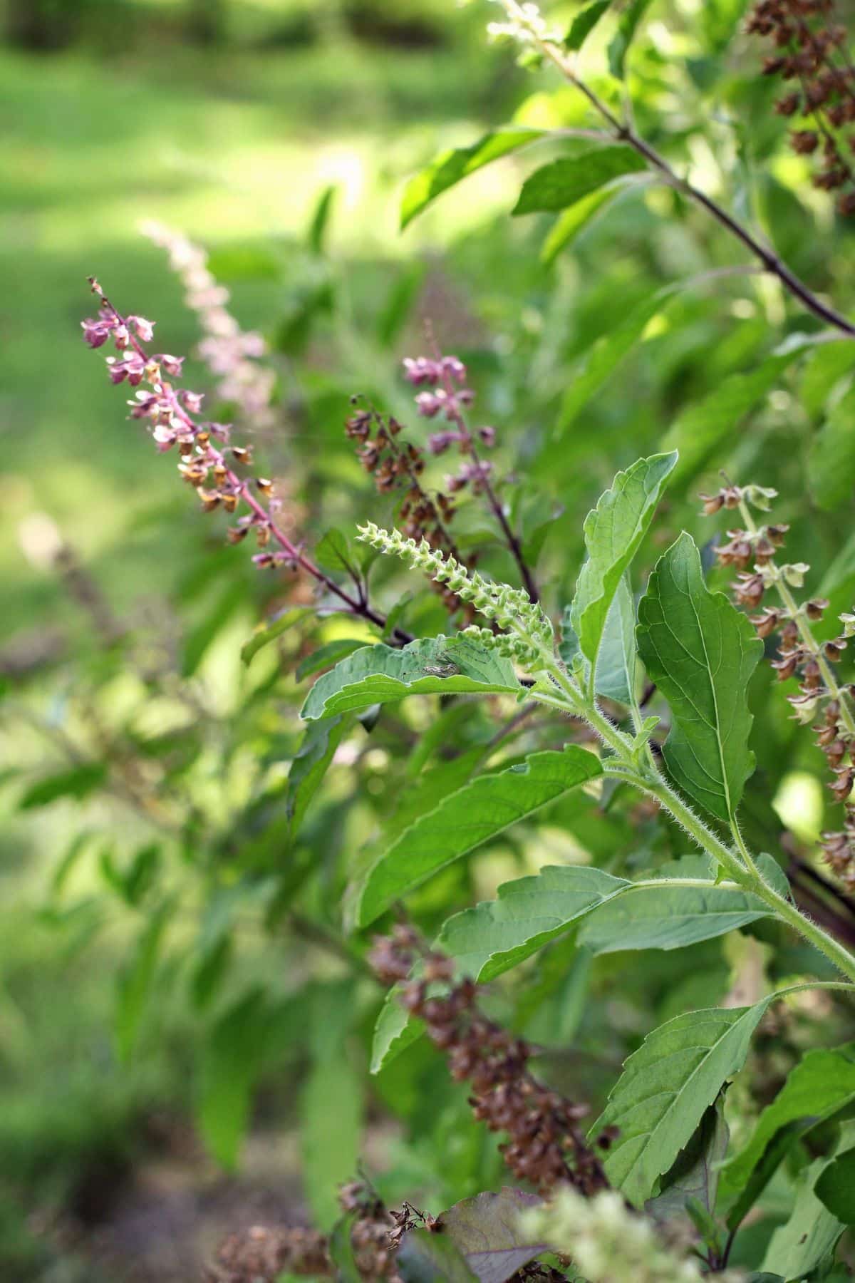 Close up view of holy basil plant, known for its medicinal properties.